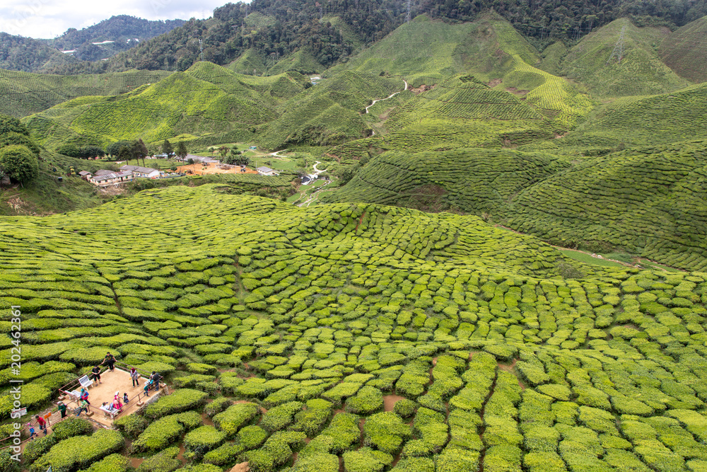 Teefeld, Tee, Teeplantage,  Cameron Highlands, Brinchan, Tanah Rata, Malaysia, Berge