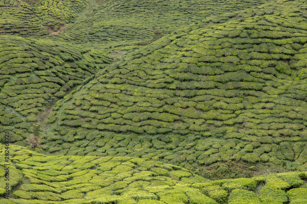 Teefeld, Tee, Teeplantage,  Cameron Highlands, Brinchan, Tanah Rata, Malaysia, Berge