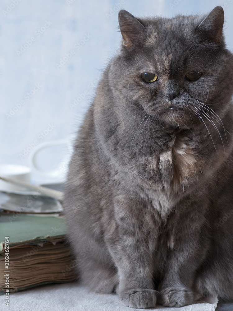 4241895 An old gray cat is sitting on an old family photo album