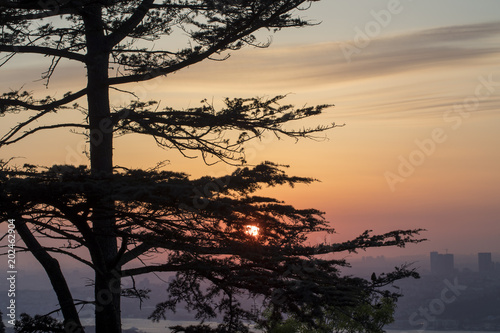 Fototapeta Naklejka Na Ścianę i Meble -  Abstract Tree in The Sunset