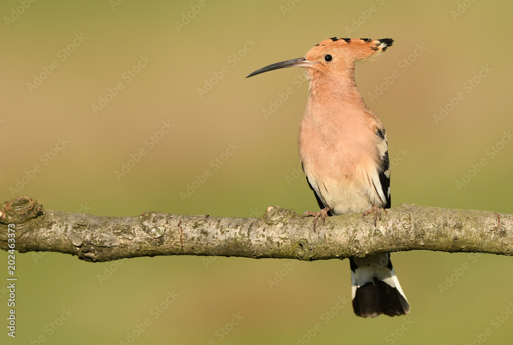 Eurasian Hoopoe, Common hoopoe(Upupa epops) Eurasian Hoopoe, Common hoopoe(Upupa epops)