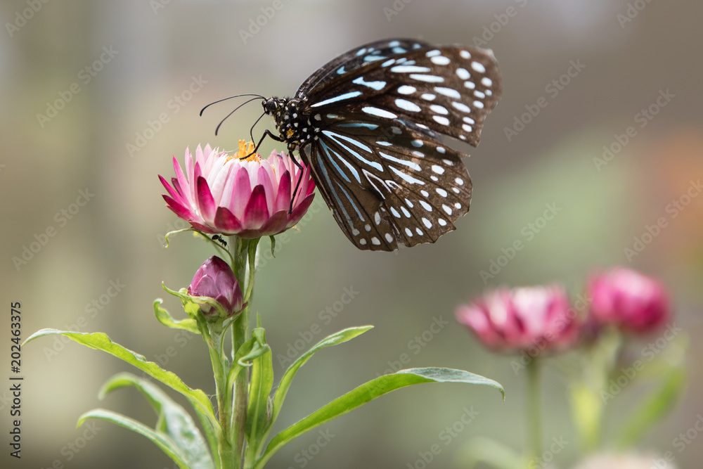 Schmetterling, Cameron Highlands, Malaysia, Schmetterlingsfarm, Blume, Blüte, Berge,Tier, Insekt Schmetterling, Cameron Highlands, Malaysia, Schmetterlingsfarm, Blume, Blüte, Berge,Tier, Insekt