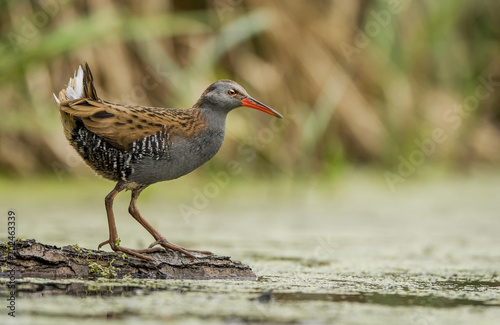 Water Rail (Rallus aquaticus)