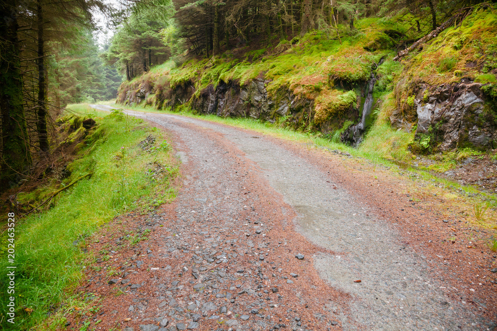Scenic road through fir forest in Scottish Highlands Scenic road through fir forest in Scottish Highlands
