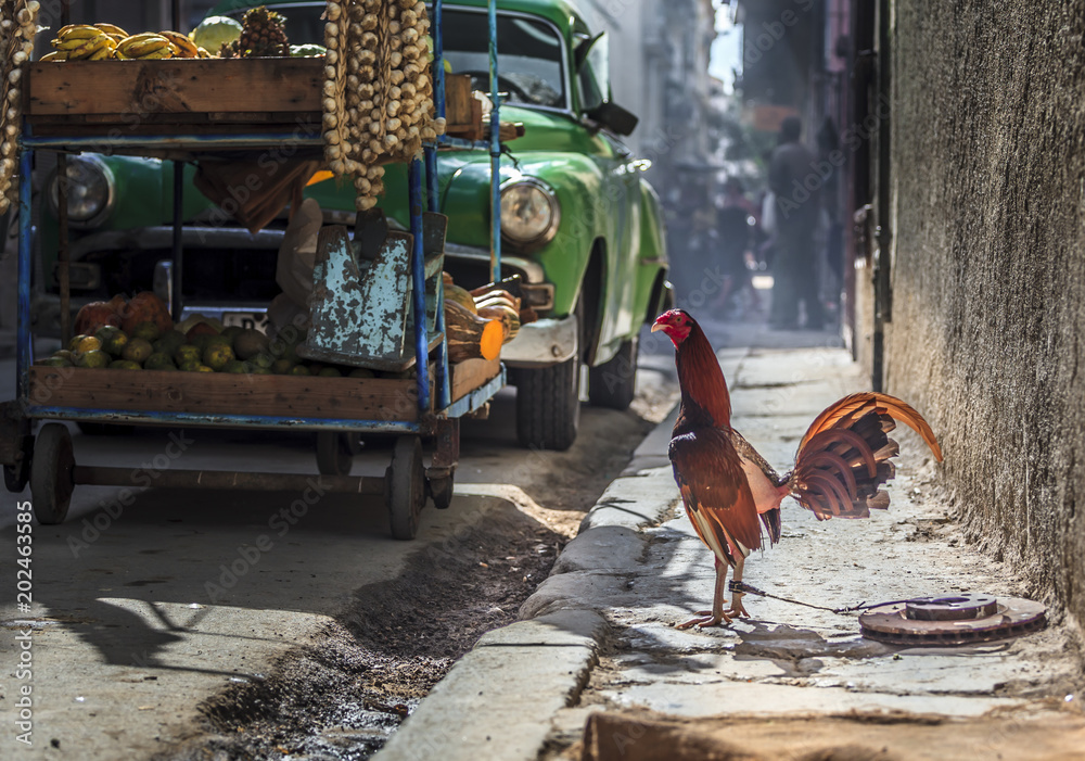 Φωτογραφία Le coq