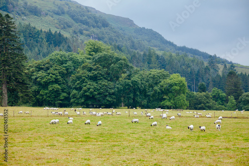 Scottish rural landscape with grazing goats