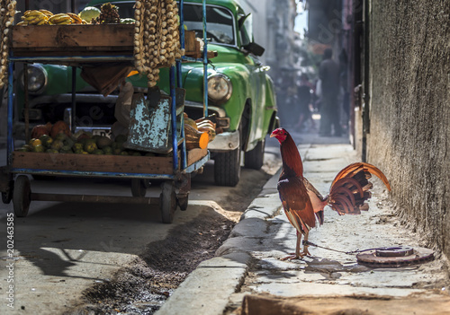 фотографія Le coq