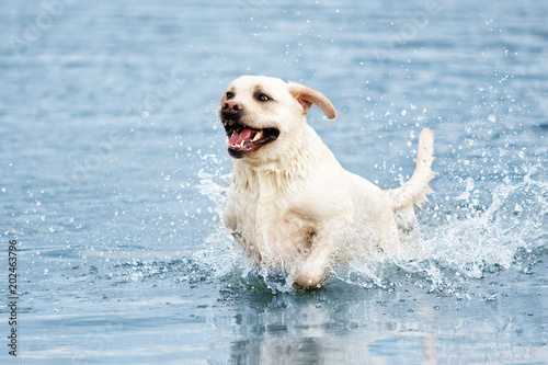 Fototapeta Naklejka Na Ścianę i Meble -  Labrador dog running in splashing water