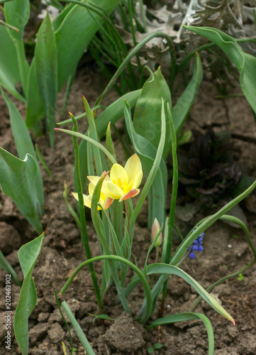 Blooming unusual mini tulips in a flower garden.