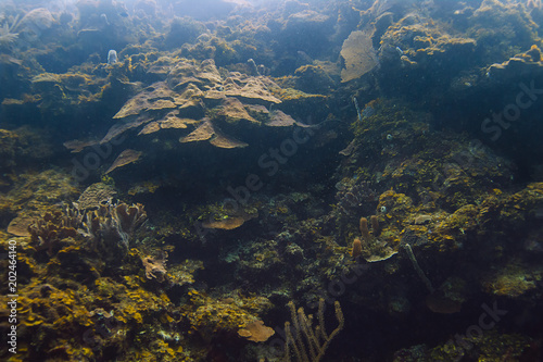 Great Coral wall