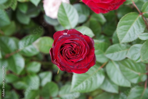 beautiful spring rose