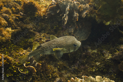 Porcupinefish swimming in a reef photo