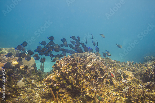 School of fish in a reef
