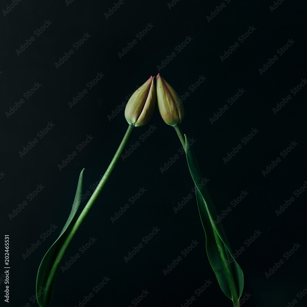 Styled minimalistic still life with tulip flowers on dark background. Styled minimalistic still life with tulip flowers on dark background.