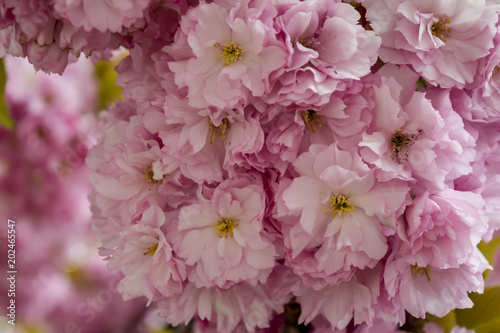 Flowering tree at spring, closeup. Beautiful pink flower petals, selective focus.