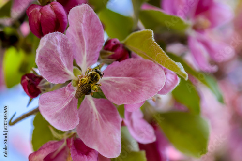 Flowering tree at spring  selective focus. Pink flower petals with bee  colorful blurred background.
