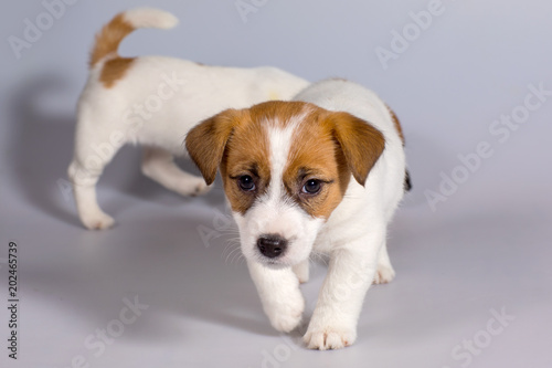 Dog Jack Russell Terrier, Studio, interior. © sichkarenko_com