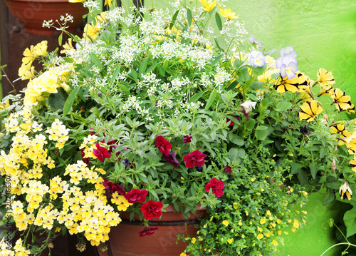 Blumen oder Pflanzen für Balkon und Terrasse, Balkonblumen, Textraum, copy space