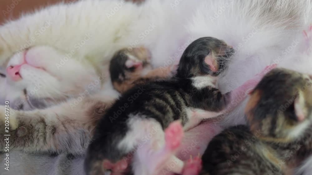 cat and kittens. cat feeds newborn kittens. the cat gives birth parturition to kittens. indoors kitten pet playing sleeps . suck tit blind concept indoors lovely kittens cat and kittens. cat feeds newborn kittens. the cat gives birth parturition to kittens. indoors kitten pet playing sleeps . suck tit blind concept indoors lovely kittens