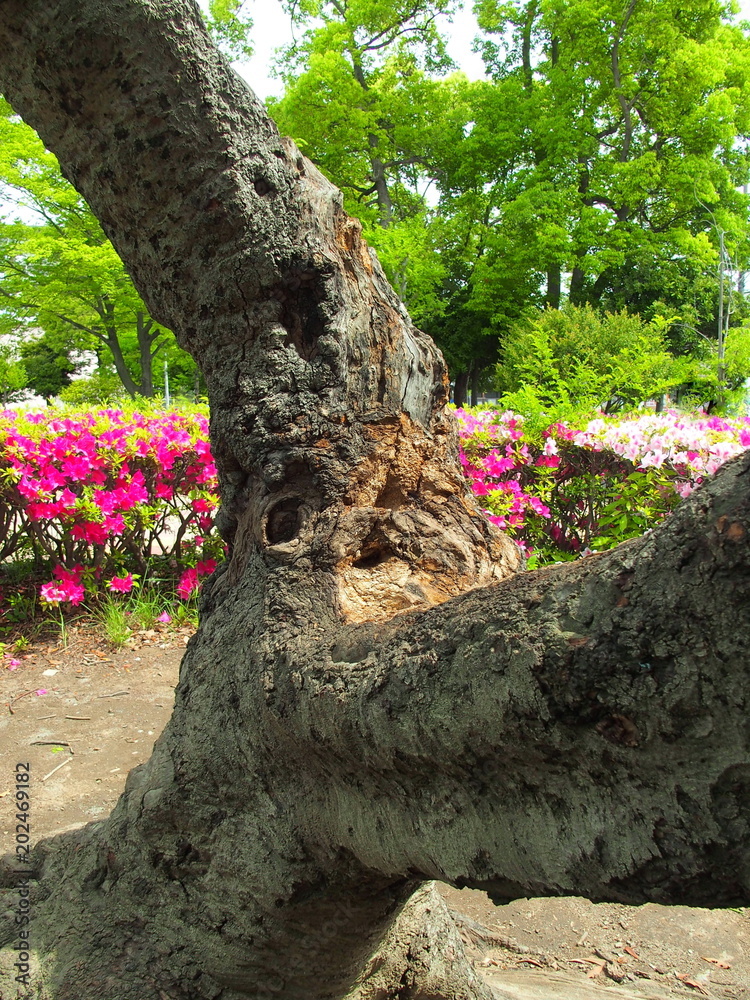 Obraz premium 古木と躑躅と新緑風景