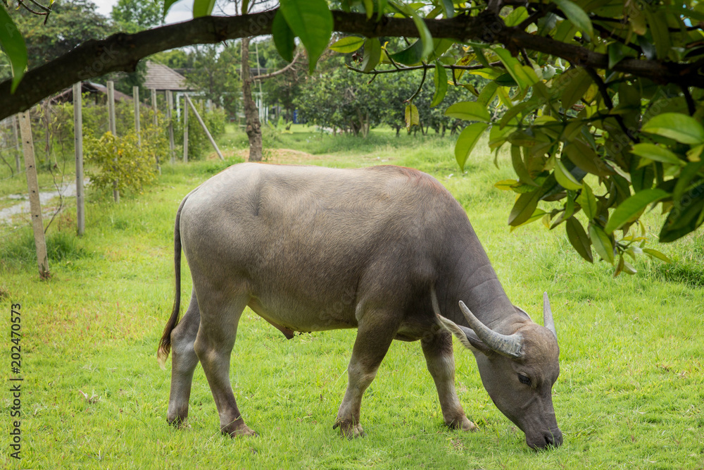 buffalo,water buffalo in Thailand. buffalo Asian buffalo,water buffalo in Thailand. buffalo Asian