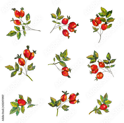 Rosehip set  with berries and leaves.Handrawn sketchy design, vector graphic illustration