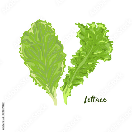 Lettuce. Vector illustration. No gradient