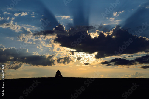 Sunset with dark clouds and tree in silhouette 