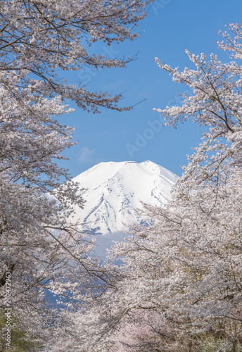 Sakura tree and Mountain Fuji at Oshino Hakkai in spring season