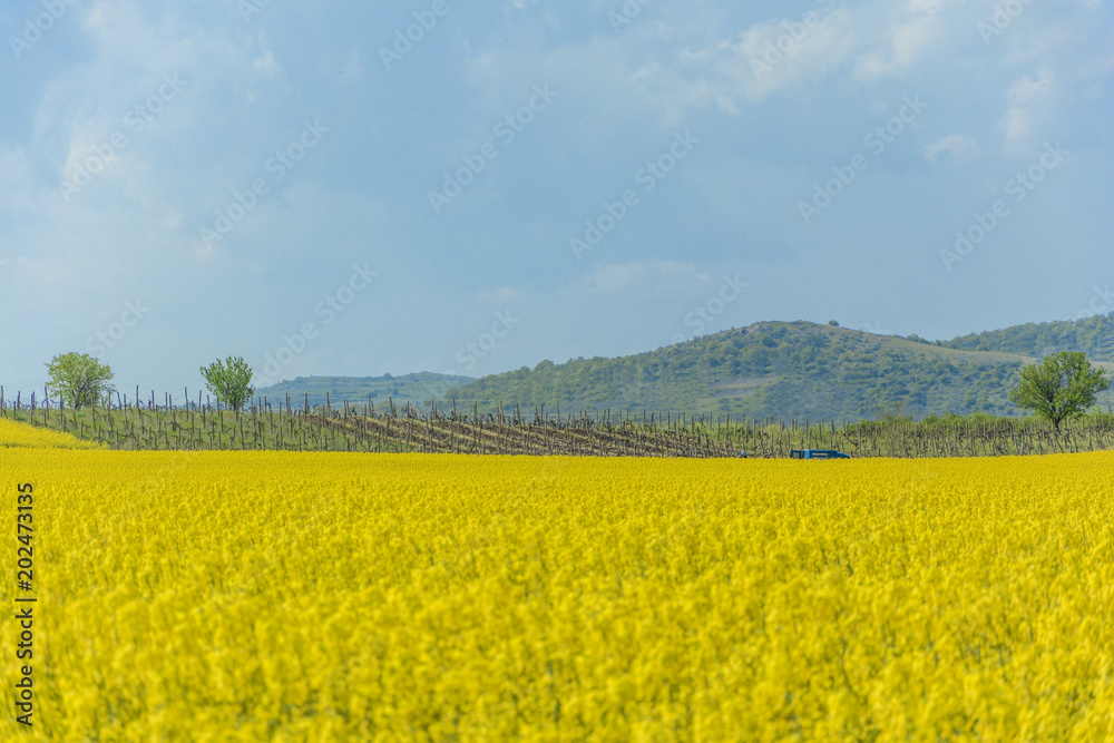 A field of yellow spring flowers