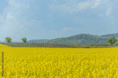 A field of yellow spring flowers