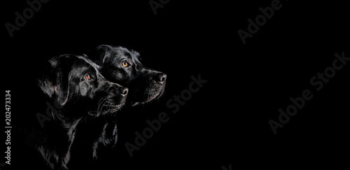 Zwei schwarze Labrador Retriever mit wunderschönen Augen im Seitenprofil vor schwarzen Hintergrund