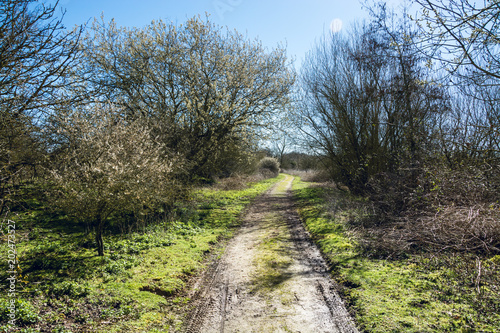 Narrow dirt road in rural area of UK countryside in early Spring on sunny day - Nature background