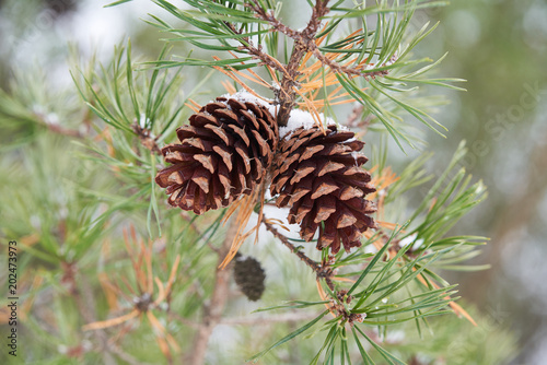 Pine cones on a tree in winter, with a little snow on top.