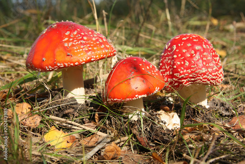 Poisonous mushrooms, Red toad stools actual name - Fly Agaric (Amanita muscaria)