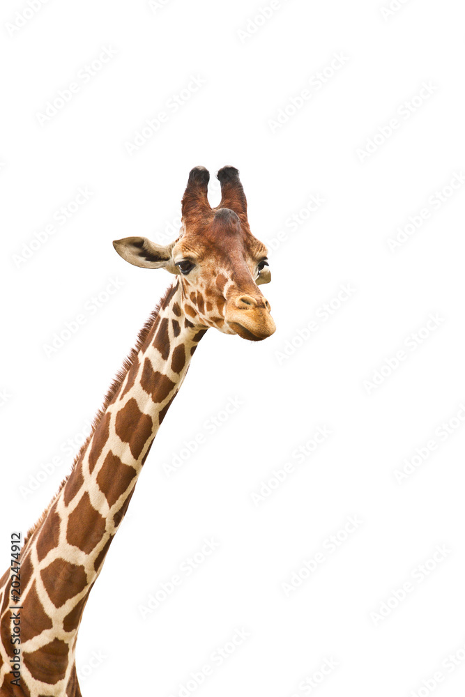 Naklejka premium Giraffe head against white background