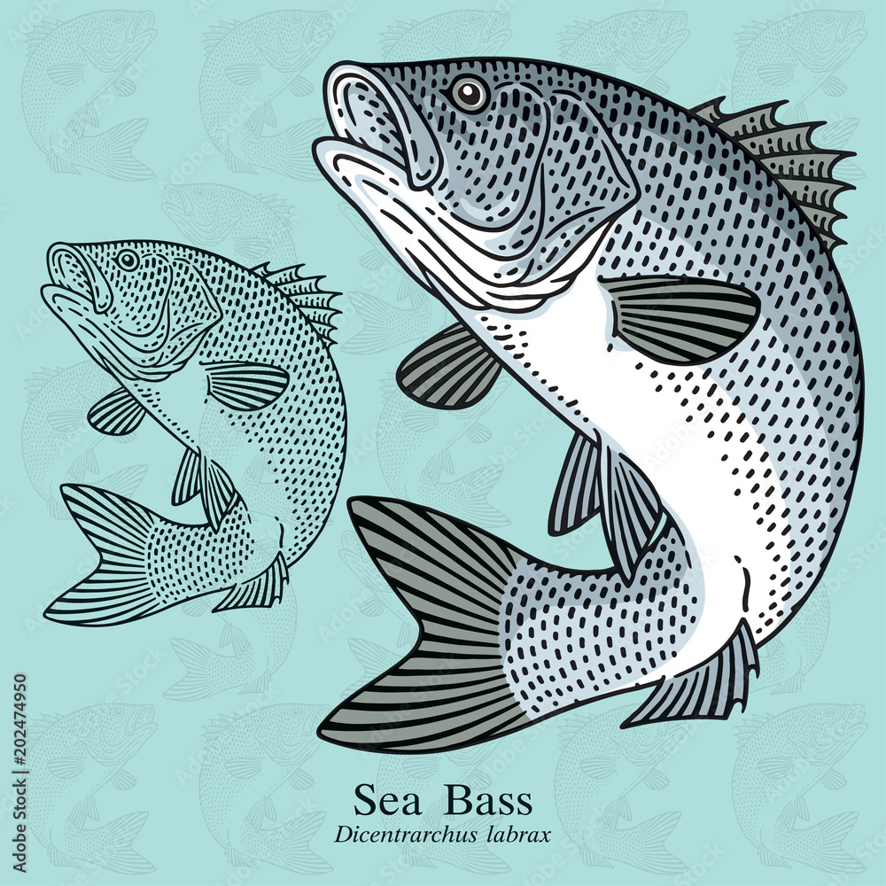 Fototapeta premium Sea Bass. Vector illustration with refined details and optimized stroke that allows the image to be used in small sizes (in packaging design, decoration, educational graphics, etc.)
