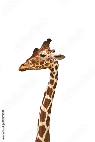 Foto Standing Giraffe long neck and head. Giraffe