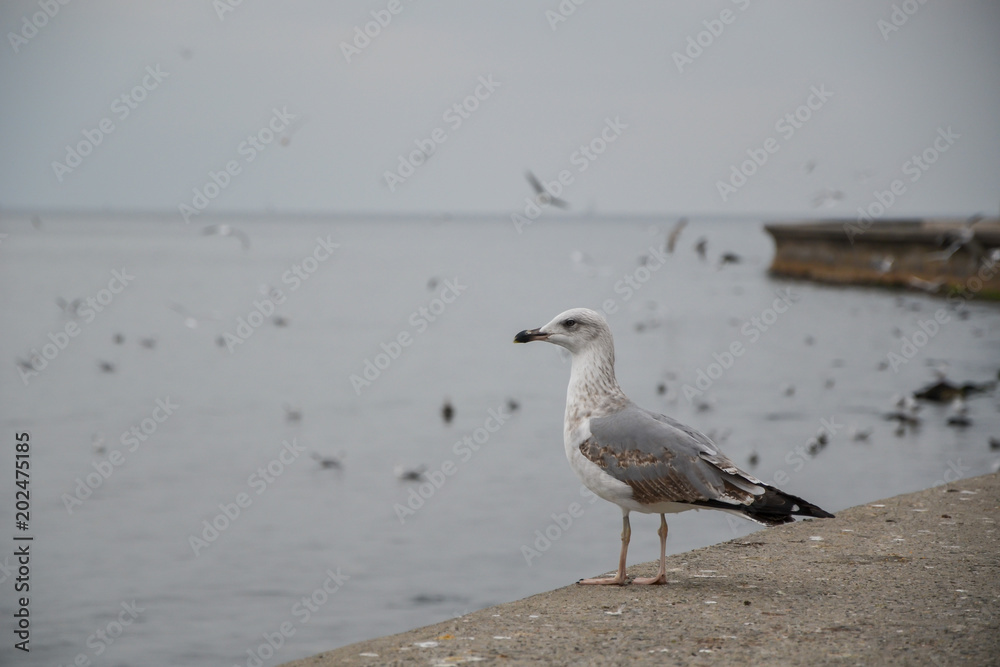 Seagull standing on the sea shore. Seagulls flying on the blue sky Seagull standing on the sea shore. Seagulls flying on the blue sky