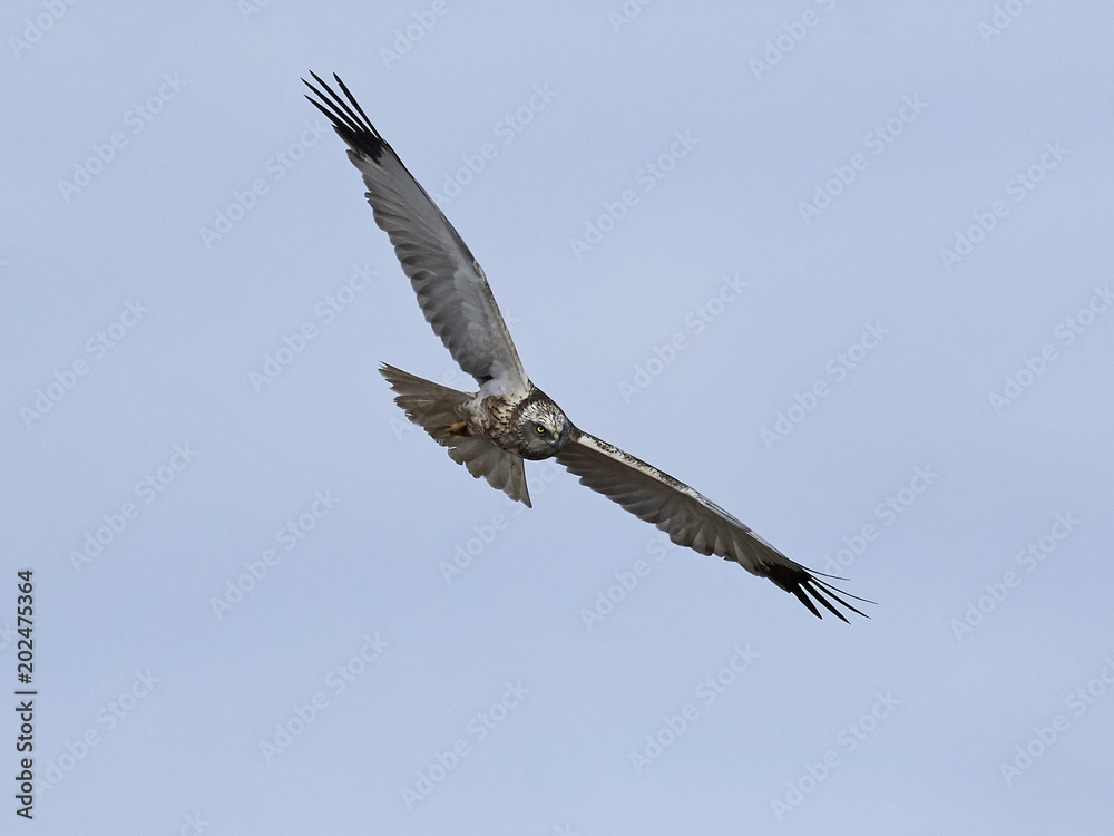 Western marsh harrier (Circus aeruginosus) Western marsh harrier (Circus aeruginosus)