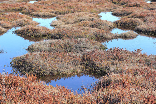 Crowberries grow in a wetland between the dunes on the island of Sylt photo