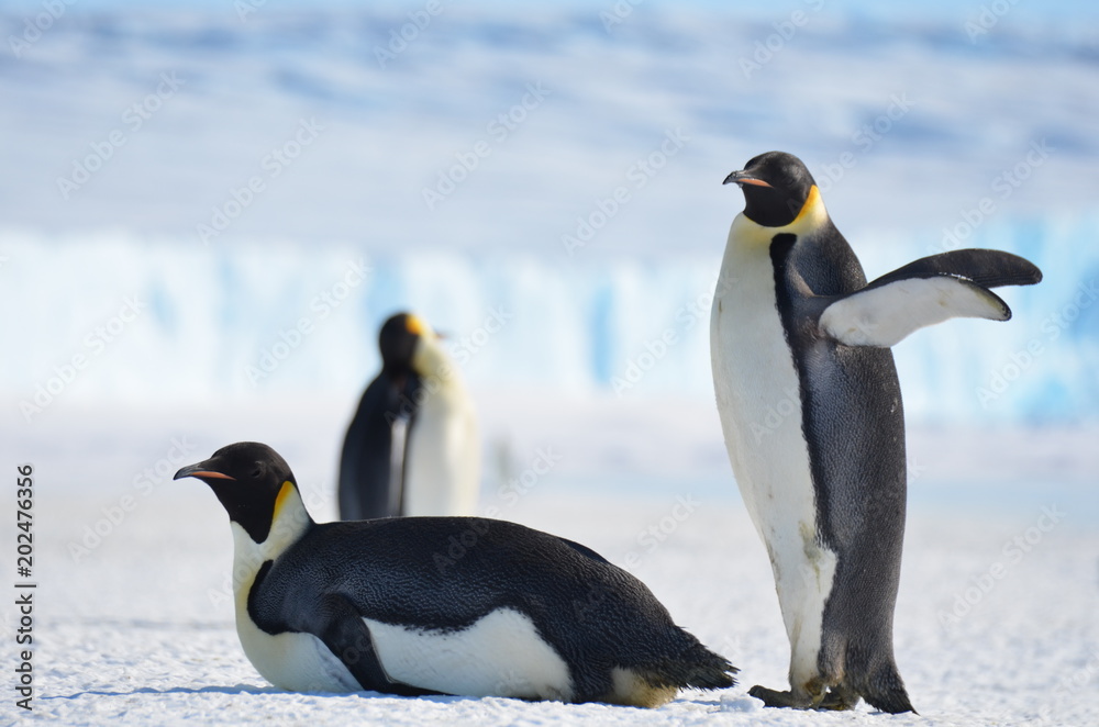 Naklejka premium Antarctica penguins