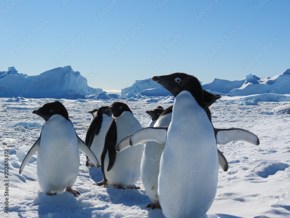 Antarctica penguins