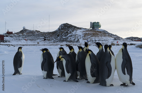 Antarctica penguins