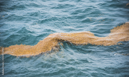 Nappe d'algues sargasses à la dérive dans la mer des caraïbes. Marée brune. Catastrophe naturelle en Guadeloupe, à Marie Galante et en Martinique.