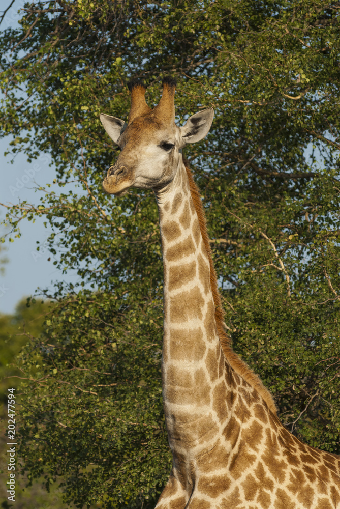 Fototapeta premium Giraffa, Kruger National Park