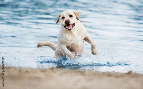 Labrador dog on the beach