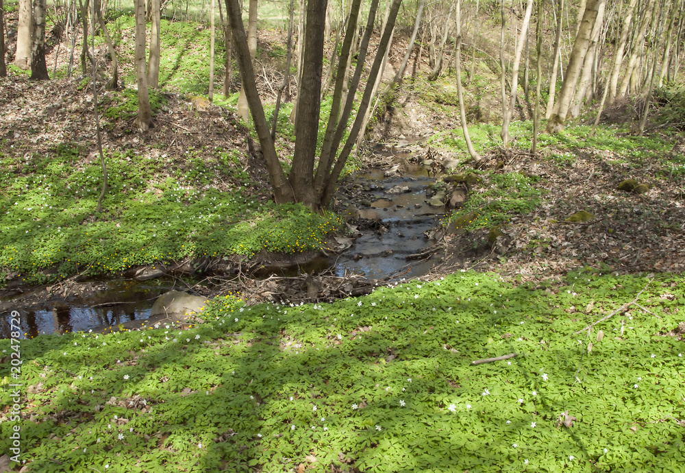 spring forest spring forest