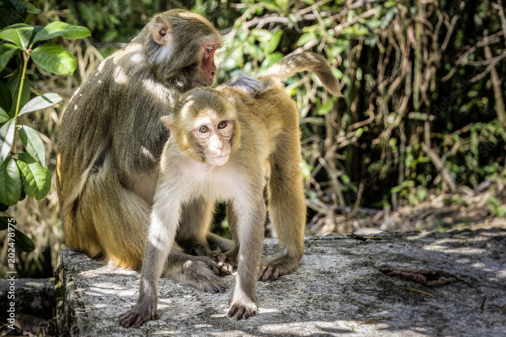 rhesus monkeys rhesus monkeys