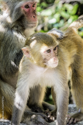 rhesus monkeys © DirkDaniel